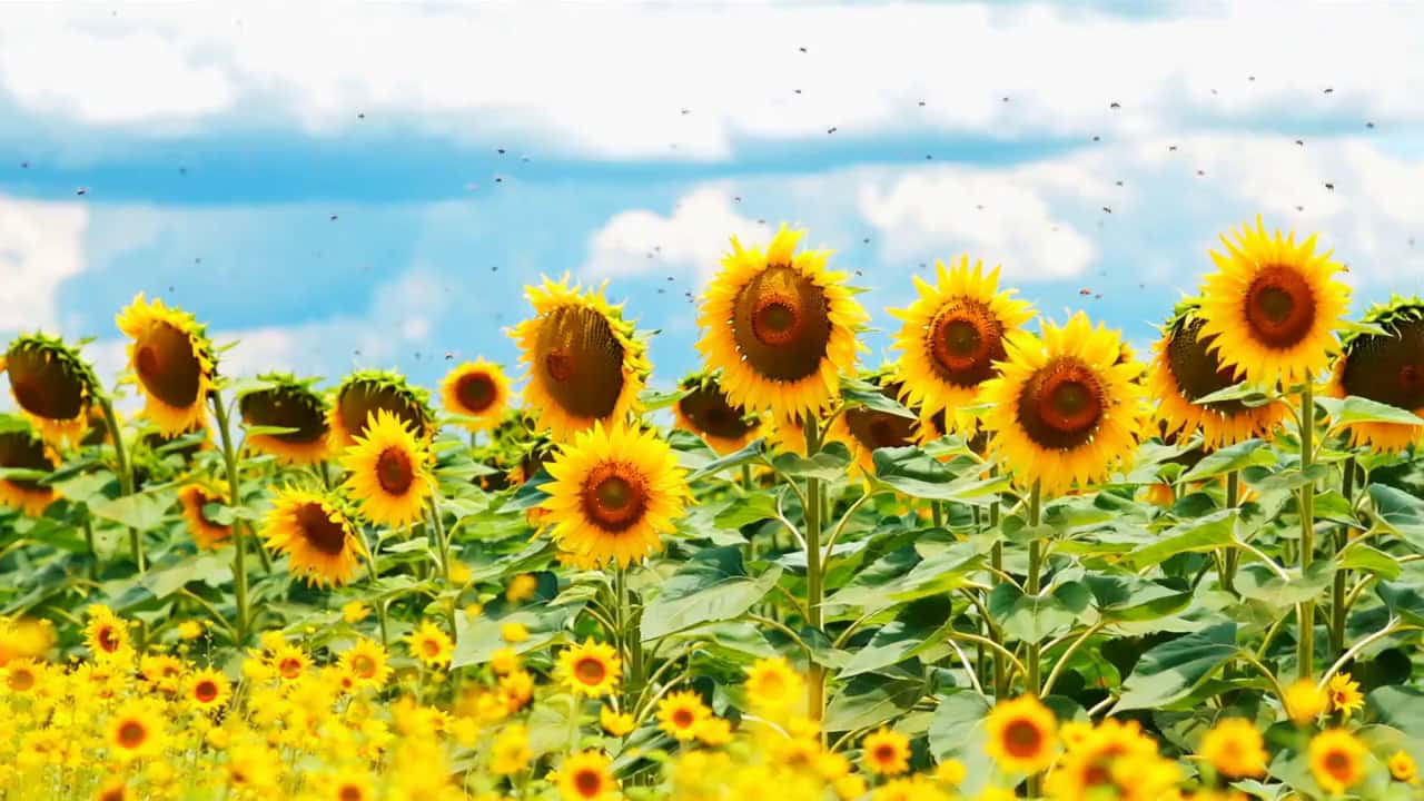 Brezza tra i Girasoli